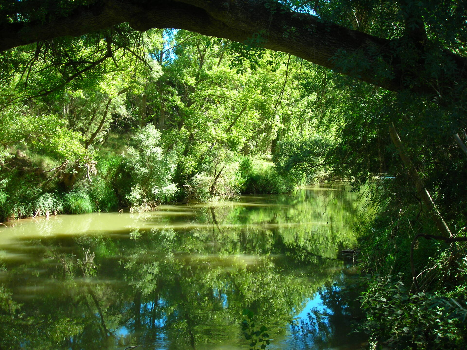 Verde que te quiero verde